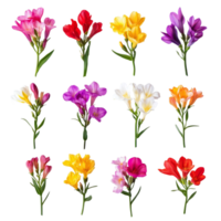 A beautiful collection of assorted freesia flowers in vibrant colors arranged on a transparent background, freesia flowers isolated on transparent background png