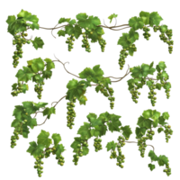 Grapevines with clusters of green grapes isolated on a transparent background for culinary and artistic inspiration, Mandarin fruit transparent isolated on trransparent png