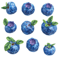 Fresh blueberries with green leaves isolated on a transparent background for culinary uses, blueberries isolated on transparent background png