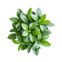 Top view of a healthy green plant on a clean transparent background showcasing its vibrant leaves, green plant top view isolated on transparent background png