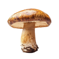 Lingzhi mushroom displayed on a clean transparent background highlighting its characteristic shape and color, Lingzhi Mushroom isolated on transparent background png