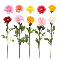 A vibrant row of colorful chrysanthemum flowers displayed with green stems on a bright background, row of colorful chrysanthemum flowersfile of isolated object on transparent background png