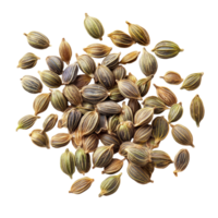 Dill seeds spread out on a clean transparent background highlighting their unique shapes and colors, dill seeds isolated on transparent background png