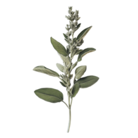 Fresh sage plant with green leaves and blossoms displayed on a clean transparent background for culinary use, Sage plant on transparent background png