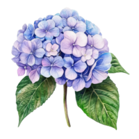 Beautiful watercolor hydrangea flower illustration with delicate lavender and blue petals on a transparent background, hydrangea flowers isolated on transparent background png