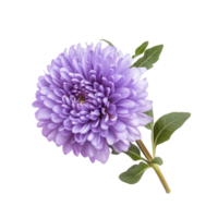 Vibrant purple aster flower against a clean transparent background highlights its beauty, aster flower isolated transparent background png