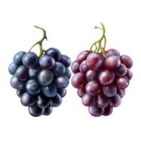 Fresh juicy grape duo with transparency ideal for use in graphs and illustrations, Juicy Grape Duo with Transparency Perfect for Graphics and Design png
