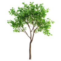 Closeup view of a vibrant green tree against a transparent background highlighting its natural beauty and intricate, Tree on transparent background, real close up decorate tree in brown pod isolate png