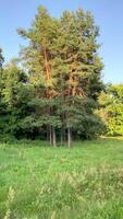 Spruce trees standing in a forest clearing among trees, plants and grass in summer video