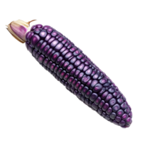 Purple corn isolated on a transparent background showcasing its unique color and texture for culinary and decorative use, purple corn isolated on transparent background png