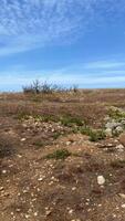 Dryland on a hot day, dry and green plants in summer video