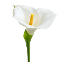 Elegant cala lily flower on a transparent background capturing delicate beauty and simplicity, cala lily flower isolated on transparent background png