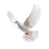 A graceful transparent dove soaring through the air against a pure transparent background, transparent dove flying in the air,isolated transparent background png
