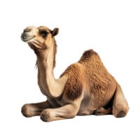 Camel sitting gracefully on a transparent background showcasing desert adaptability and unique features, Sitting Camel on transparent background png