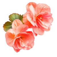 Beautiful begonia flowers in soft peach tones isolated on a clean transparent background, begonia flowers isolated on transparent background png