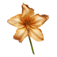Dried daylily flower arranged on a transparent background showcasing its delicate petals and intricate details, dried daylily flower on transparent background png