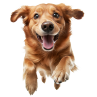 A cheerful golden retriever is captured midleap, displaying its joyous spirit as it bounds playfully with a big smile, Happy dog transparent png
