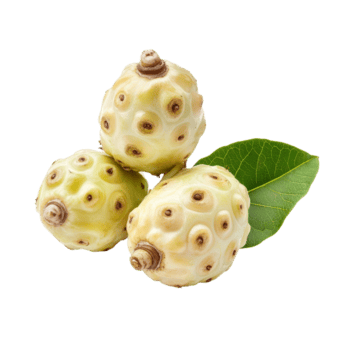 Fresco noni Fruta desplegado en un transparente antecedentes destacando sus único textura y color, noni aislado en transparente antecedentes png