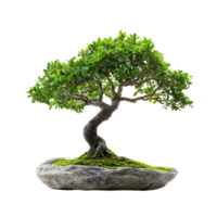 A beautiful little bonsai tree on a rocky base, isolated on a clean transparent background showing detailed greenery, little bonsai plant tree isolated on transparent background png