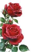 Beautiful red roses with elegant green leaves on a delicate, soft background perfect for invitations and decorations, Red rose background png