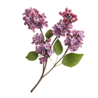 Lilac flowers with rich purple blooms and lush green leaves isolated on a transparent background for a fresh spring feel, lilac flowers isolated on transparent background png