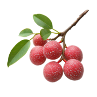 A branch of fresh litchi fruit with leaves on a transparent background showcasing its vibrant colors, Branch of delicious Litchi on transparent background cutouts png