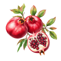 Delicious ripe pomegranate branch with red fruit on transparent background, showcasing its juicy interior, Branch of delicious Pomegranate on whtie background cutouts png