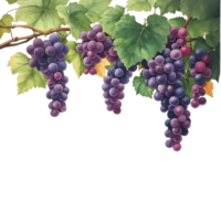 A beautiful cluster of purple grapes with lush green leaves against a transparent background, purple grapes branch and leaves hanging top transparent background png