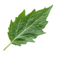 Isolated green tomato leaf showcasing intricate texture and shape on a clean transparent background in natural light, Tomato leaf isolated on transparent background png