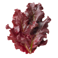 Fresh red oak leaf lettuce displayed on a transparent background, showcasing vibrant colors and crisp texture, red oak leaf lettuce on transparent background png