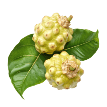 Fresco noni frutas aislado en un transparente antecedentes con verde hojas presentando su único forma y textura, noni aislado en transparente antecedentes antecedentes png