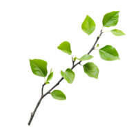 A closeup view of a twig with vibrant green leaves against a clean transparent background showcasing natures beauty, Twig with green leaves on transparent backgroundfile png