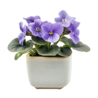 Vibrant African Violet in a simple ceramic pot enhancing indoor decor, African Violet plant displayed in square ceramic pot isolated on solid transparent background png