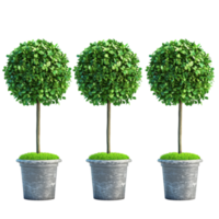 Four elegant topiary plants in decorative pots arranged on a transparent background for a fresh and modern look, Four Topiary Plants Bushes on transparent background png