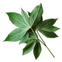 Fresh cassava leaves on a transparent background, highlighting their vibrant green color and unique leaf structure for culinary use, Cassava leaves vegetable food ingridient transparent background png