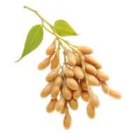 Freshly harvested soybeans clusters on a transparent background, showcasing their natural form and color, Soybeans isolated png