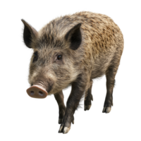Wild boar standing on a clean transparent background, showcasing its distinctive features and natural habitat adaptation, Wild Boar isolated on transparent background png