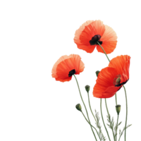 Bright red poppy flowers with delicate petals isolated on a transparent background showcasing natural beauty, poppy flowers isolated on transparent background png