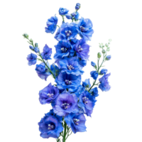 Vibrant blue delphinium flowers on a transparent background, perfect for floral arrangements and designs, of Delphinium flowers isolated on transparent background png