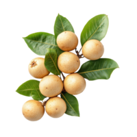 Fresh longan fruit with green leaves displayed on a transparent background, showcasing its natural beauty and texture, Longan with leaves isolated on transparent background png