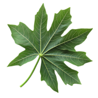 Papaya leaf isolated on a transparent background showcasing its vibrant green color and detailed leaf structure, papaya leaf on transparent background png