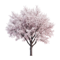 A beautiful cherry tree in full bloom stands alone against a bright transparent background, showcasing delicate pink flowers and a sturdy trunk, Cherry tree isolated transparent backgroundGenerative png