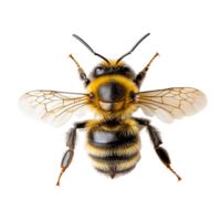 A closeup view of a bee on a transparent background highlighting its detailed features, bee on transparent background png