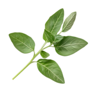 Fresh oregano branch with vibrant green leaves on a clean transparent background highlighting its natural beauty, Fresh origano branch leaf on transparent background png