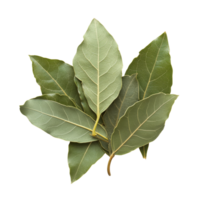 Fresh bay leaves on a transparent background showcasing their vibrant green color and texture, bay leaves isolated transparent background png