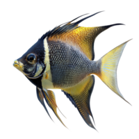 A striking angelfish showcasing vibrant colors on a transparent background in transparent light, Angelfish Isolated on transparent background png