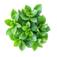 Lush green houseplant viewed from above, showcasing vibrant foliage against a clean transparent background, houseplant greenery top view isolated on transparent background png