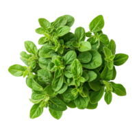 Fresh oregano leaves on a transparent background highlighting their vibrant green color and natural freshness, Oregano on transparent background png