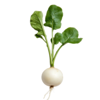 Fresh transparent radish with green leaves displayed against a clean transparent background in natural lighting, radish on transparent background png