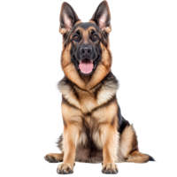 Captivating German Shepherd sitting on a transparent background with an alert expression and bright eyes, Captivating German Shepherd Dog Isolated on a transparent background png